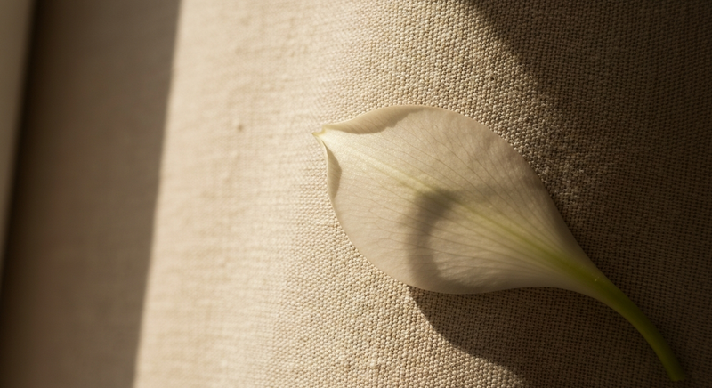 Close detail of a pale organic petal form on warm linen fabric, soft diffused light, minimal editorial aesthetic
